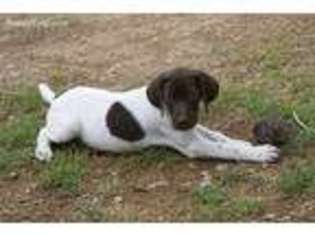 German Shorthaired Pointer Puppy for sale in Willcox, AZ, USA