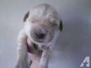 Golden Retriever Puppy for sale in AVOCA, MI, USA