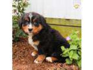 Bernese Mountain Dog Puppy for sale in Belleville, PA, USA