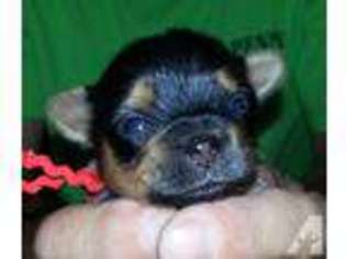 Yorkshire Terrier Puppy for sale in SAINT CHARLES, MO, USA