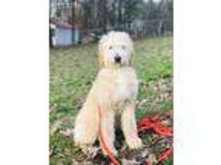 Goldendoodle Puppy for sale in Durham, NC, USA