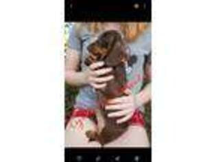 Dachshund Puppy for sale in Marengo, OH, USA