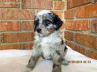 Mutt Puppy for sale in Clayton, OH, USA