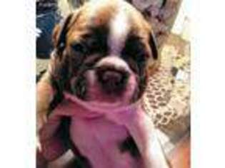 Boston Terrier Puppy for sale in Bradenton, FL, USA