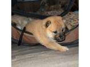 Shiba Inu Puppy for sale in Brooklyn, NY, USA
