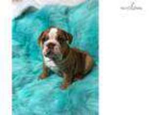 Bulldog Puppy for sale in Boston, MA, USA