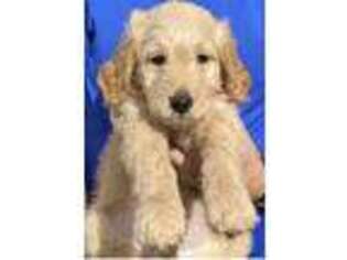 Goldendoodle Puppy for sale in Fort Lauderdale, FL, USA