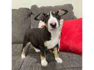 Bull Terrier Puppy for sale in Windsor, CA, USA