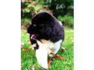 Akita Puppy for sale in Elkhart, IN, USA