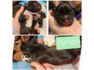 French Bulldog Puppy for sale in Alvord, TX, USA