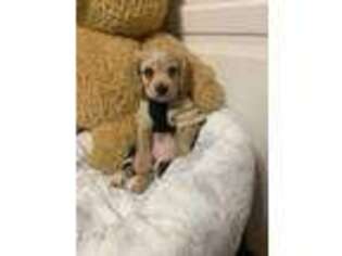 Cavachon Puppy for sale in Freeport, NY, USA