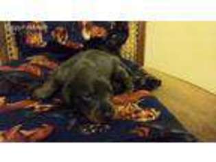 Dachshund Puppy for sale in Sacramento, CA, USA