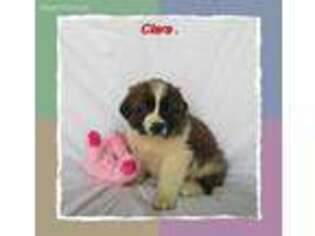 Saint Berdoodle Puppy for sale in Delta, PA, USA
