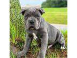 Cane Corso Puppy for sale in Columbus, OH, USA