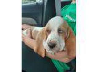 Basset Hound Puppy for sale in Homeworth, OH, USA