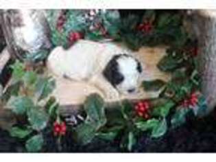 Newfoundland Puppy for sale in Alton, IA, USA