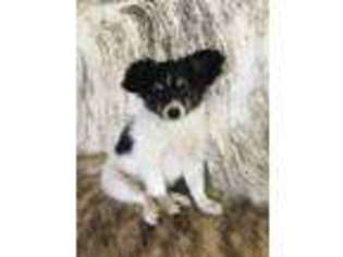 Papillon Puppy for sale in Wynnewood, OK, USA