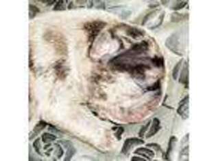French Bulldog Puppy for sale in Mountain View, AR, USA
