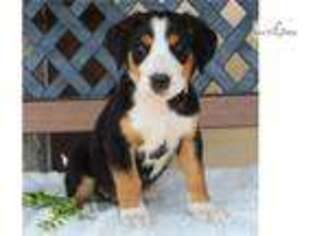 Greater Swiss Mountain Dog Puppy for sale in Harrisburg, PA, USA