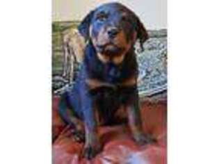 Rottweiler Puppy for sale in Mansfield, MO, USA
