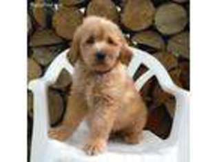 Goldendoodle Puppy for sale in Lyons, NY, USA