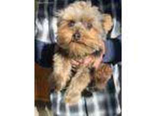 Yorkshire Terrier Puppy for sale in Ontario, CA, USA