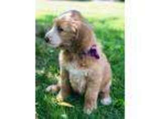 Goldendoodle Puppy for sale in Jamestown, IN, USA