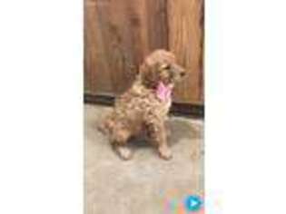 Goldendoodle Puppy for sale in Bernard, IA, USA