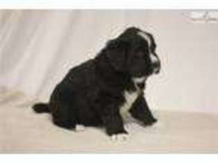 Newfoundland Puppy for sale in Toledo, OH, USA