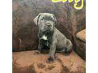 Cane Corso Puppy for sale in Hampton, VA, USA
