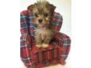 Yorkshire Terrier Puppy for sale in Greenville, KY, USA