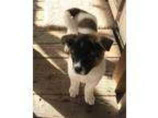 Akita Puppy for sale in Junction City, OR, USA