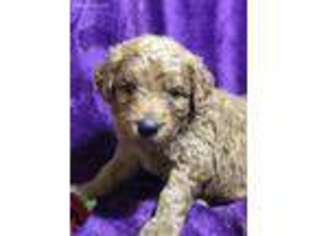 Goldendoodle Puppy for sale in Cuero, TX, USA