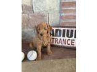 Goldendoodle Puppy for sale in Ottawa, KS, USA