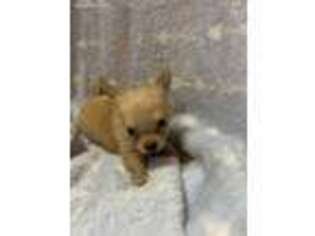 Chihuahua Puppy for sale in Loris, SC, USA