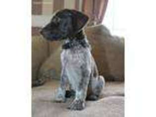 German Shorthaired Pointer Puppy for sale in Ellendale, DE, USA
