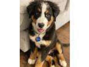 Bernese Mountain Dog Puppy for sale in Wolfe City, TX, USA