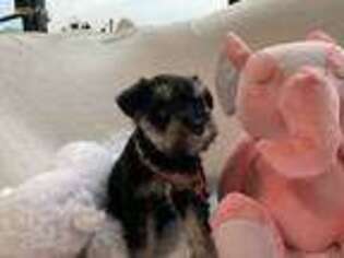 Mutt Puppy for sale in Covington, TN, USA