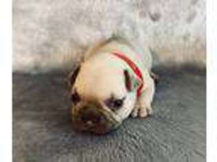 French Bulldog Puppy for sale in Tazewell, VA, USA