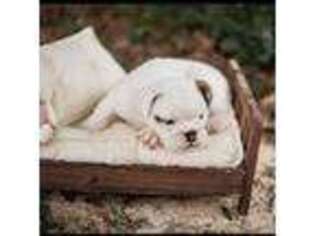 Bulldog Puppy for sale in Perry, GA, USA
