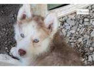 Siberian Husky Puppy for sale in Joplin, MO, USA