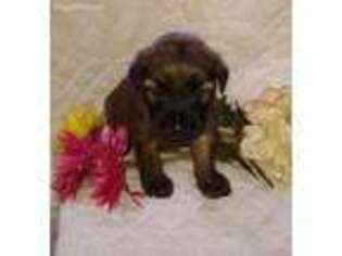 Soft Coated Wheaten Terrier Puppy for sale in Richfield, PA, USA