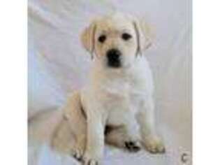 Labrador Retriever Puppy for sale in Milford, NH, USA