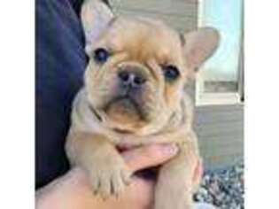 French Bulldog Puppy for sale in Wellington, CO, USA