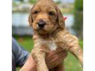 Goldendoodle Puppy for sale in Milton, MA, USA