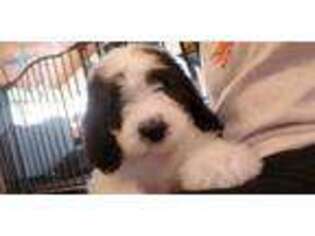 Old English Sheepdog Puppy for sale in Taneytown, MD, USA