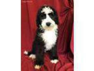 Bernese Mountain Dog Puppy for sale in Campobello, SC, USA