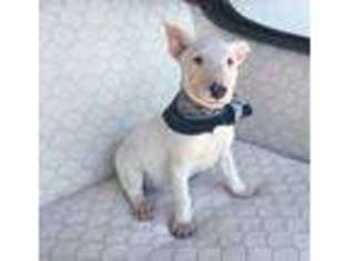 Bull Terrier Puppy for sale in Cincinnati, OH, USA