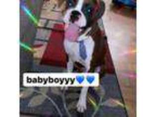 Boxer Puppy for sale in North Bergen, NJ, USA