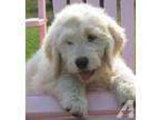 Goldendoodle Puppy for sale in CRYSTAL, MI, USA